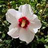 Pépinières Naudet - Althéa 'Red Heart' (Hibiscus syriacus Red Heart)