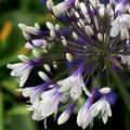 Agapanthus Fireworks ('Mdb001')