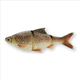 Savage Gear Line Thru 4D Roach 32cm (PRE ORDER MARCH DELIVERY) - Bream 445g Sinking