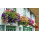 Hanging basket plants, 24 plants