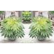 One or Two Fatsia Japonica Spider s Web 9cm Potted Plants, One