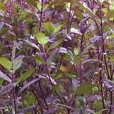 500 + Red Leaf Holy Basil / Krishna Tulsi/Non-GMO / Heirloom / Herb Garden Fresh