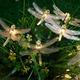 Outdoor Solar String Light Solar LED Fairy String Lights 6.5m Dragonfly 30LEDs Warm White Colorful White 8 Mode Outdoor Waterproof Wedding Patio Garden House Decoration Lamp LED Solar Garden Light