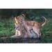 Playful Lion Cubs Poster Print - Xavier Ortega (24 x 16)