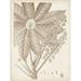 Sepia Exotic Plants V Poster Print - Studio Vision (18 x 24)