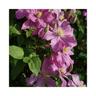 Javoy Plantes - Clématite 'Comtesse de Bouchaud' - clematis 1,5L