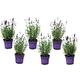 Plant in a Box Lavendel - Lavandula angustifolia 6er Set Höhe 10-15cm