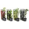 Plant in a Box Brombeeren, Johannisbeeren & Stachelbeeren 4er Mischung Höhe 25-40cm