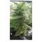 Araucaria Hawaii