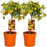 Bloomique - 2x Citrus margarita 'Kumquat' - Oranger - Arbre fruitier - Persistant - ⌀19 cm - ↕50-60