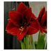 Jaxnfuro 10 Pack Anne Seaton Amaryllis Bulbs to Plant in Soil Deep Velvet Red s Easy Planting and Easy Growing Flower Bulbs for Home or Garden Beautiful s Stunning Floral Displayâ€¦