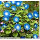 MORNING GLORY - Heavenly blue - 75 seeds - TALL - Ipomoea purpurea