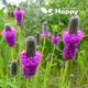 PURPLE PRAIRIE CLOVER - 300 seeds - Dalea purpurea - Perennial flower