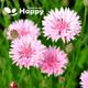 Cornflower Dwarf Tom Pouce Pink - 100 seeds Centaurea Cyanus