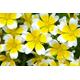 POACHED EGG PLANT - 450 seeds - Limnanthes douglasii - Annual Flower