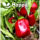 vegetable - SWEET BELL PEPPER california wonder red - 50 seeds - indoor outdoor plant