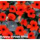 NASTURTIUM - TOM THUMB - Empress of India - 100 seeds - Tropaeolum nanum Flower