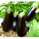 300 SEEDS - Aubergine - Eggplant - Halflange violette - Solanum melongena - dark purple