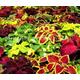 300 SEEDS - COLEUS 'Rainbow mix' - annual plant - exotic seeds