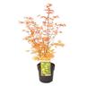 Acer palmatum 'Katsura' - Erable japonais - Pot 19cm - Hauteur 60-70cm