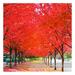 New Japanese Red Maple Tree Seeds Professional Pack 20+ Seeds