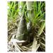 Dendrocalamus strictus | Calcutta Bamboo | 20_Seeds