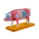 Pig Anatomy Model for and Moxibustion Animal Anatomy Model Pig Anatomy Model Organs Teaching Pig Anatomy Model