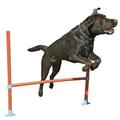 Rosewood Pet Agility Hurdle Small Dog Training Toy