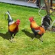 2PCS Rooster Yard Decor Weatherproof Chicken Fence Sculpture Garden Decorations Acrylic for Garden