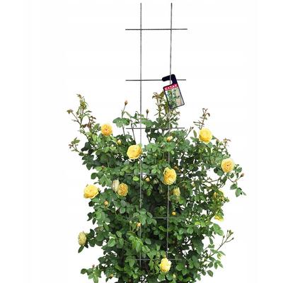 Rankgitter, Gitterspalier für Garten, 150 cm - Kadax Image