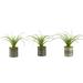 D&W Silks Light Green Curly Tillandsia in Round Tin Planter - Set of 3