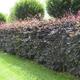 10 x 5ft Purple Beech (Fagus Sylvatica Atropunicea) Semi-Evergreen Field Grown Hedging