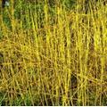 10 x 2-3ft Yellow Dogwood (Cornus Stolonifera 'Flaviramea') Field Grown Hedging Plants Tree Sapling