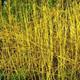 10 x 2-3ft Yellow Dogwood (Cornus Stolonifera 'Flaviramea') Field Grown Hedging Plants Tree Sapling