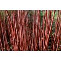 10 x 2-3ft Red Dogwood (Cornus Alba 'Sibirica') Field Grown Hedging Plants Tree Sapling
