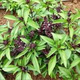 Thai Basil Herb Seeds - 200 Count Seed Pack - Grown not only for Their Culinary uses but Also as an Ornamental Specimen - Country Creek LLC