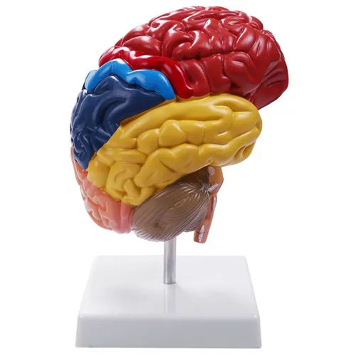Anatomie des zerebralen anatomischen Modells