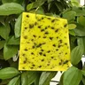 30-100 stücke Starke Fliegen Fallen Bugs Klebrige Board Dual-Sided Fang Blattlaus Insekten