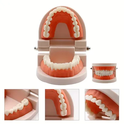 1pc zahn ärztliche Standard zähne Modell-realistische menschliche Zähne für den Unterricht und das Image