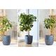 Citrus Tree Collection - 3 Varieties! | Wowcher