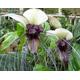 Tacca Nivea - White Bat Flower Head Lily