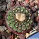 Frailea Cataphracta Seeds- Cactus Seeds - 10 X Rarely Offered