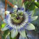 Blue Crown Passionflower Passiflora Coerulea Houseplant Seeds - Tropical Indoor House Plant 24 Fresh Rare Easy To Grow