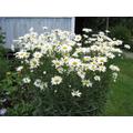 Chamomile Alaska Flower Seeds