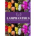 Potted Lampranthus | Ice Plants Well-Rooted Plants - Coastal Hardy Outdoor Succulent