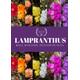 Potted Lampranthus | Ice Plants Well-Rooted Plants - Coastal Hardy Outdoor Succulent