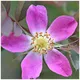 25 Rubrifolia Roses 1-2Ft Rosa Glauca Rubrifolia Hedge Plants,red Leafed Rose 3Fatpigs