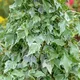 Gardeners Dream Hedera Glacier - Variegated Foliage, Evergreen Ivy Climbing Vine Plant (15-30Cm Height Including Pot)