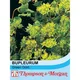 Thompson & Morgan Bupleurum Rotundifolium Green Gold 1 Seed Packet (100 Seeds)