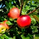 Discovery Apple Tree 3-5Ft, Ready To Fruit, Crisp,juicy, Strawberry Taste 3Fatpigs